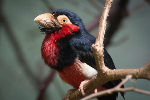Bearded Barbet