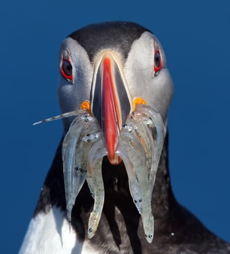 Atlantic Puffin