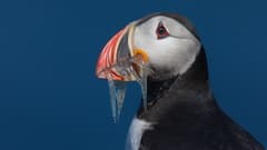 Atlantic Puffin