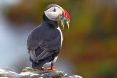 Atlantic Puffin