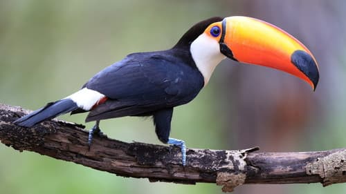 Toco Toucan