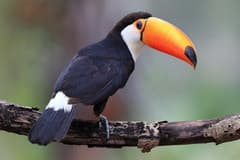Toucan (Toco)