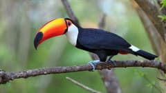 Toco Toucan