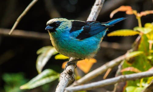Metallic-green Tanager