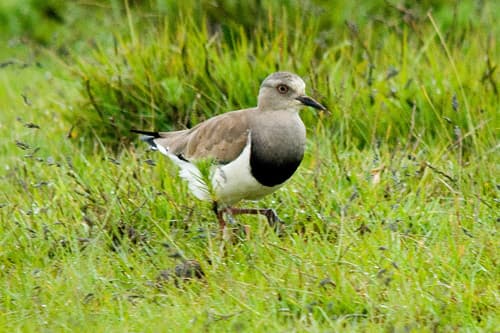 Black-winged Lapwing