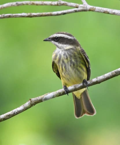 Piratic Flycatcher