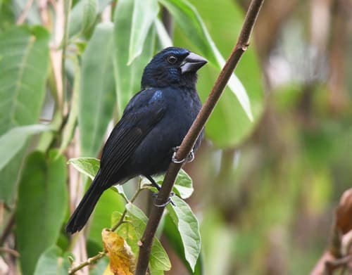 Blue-black Grosbeak