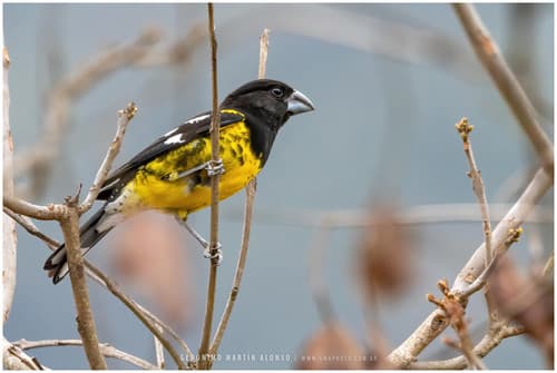 Black-backed Grosbeak