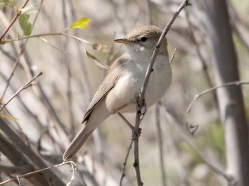Sykes's Warbler