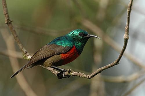 Northern Double-collared Sunbird