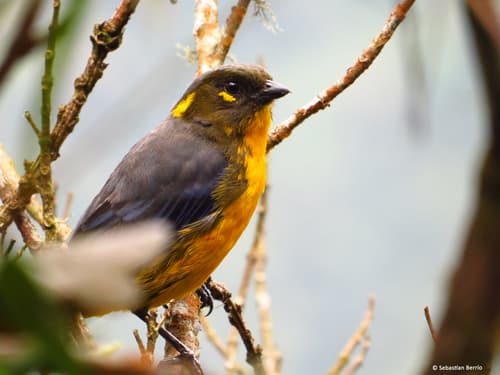 Lacrimose Mountain-Tanager