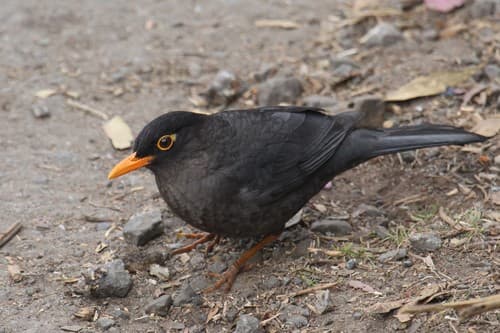Indian Blackbird