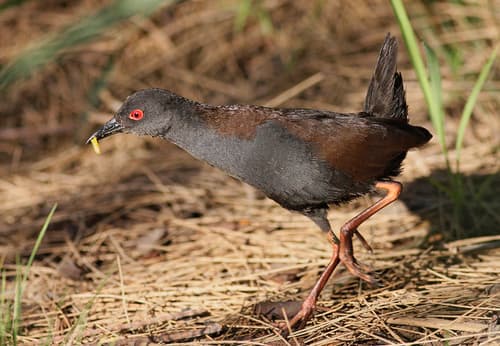Spotless Crake