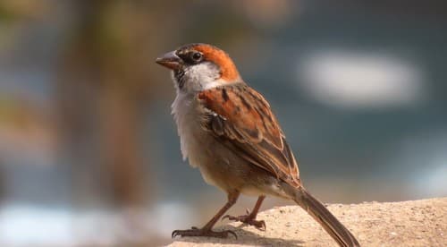 Cape Verde Sparrow