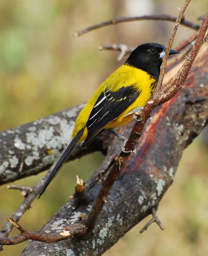 Audubon's Oriole