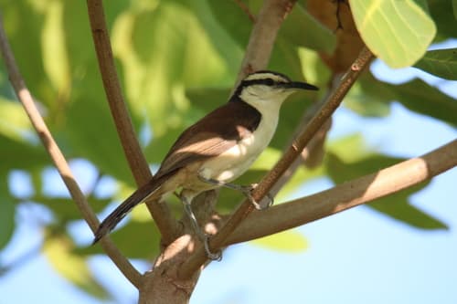Bicolored Wren
