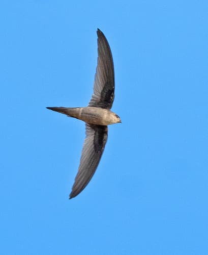 Asian Palm Swift