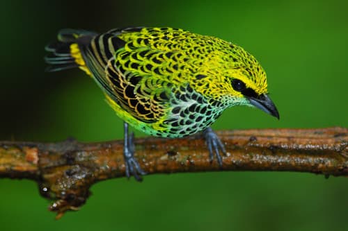 Speckled Tanager