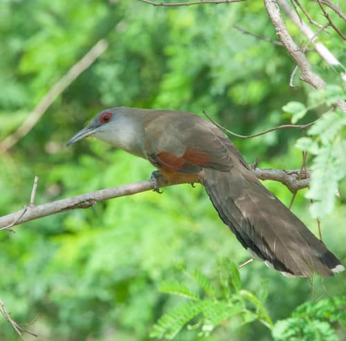 Great Lizard-Cuckoo