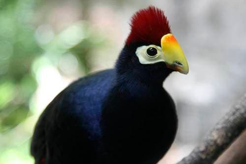 Ross's Turaco