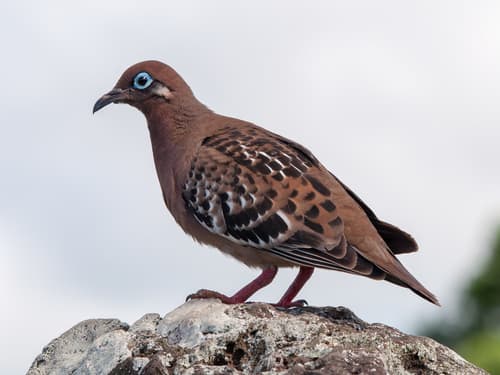 Galápagos Dove