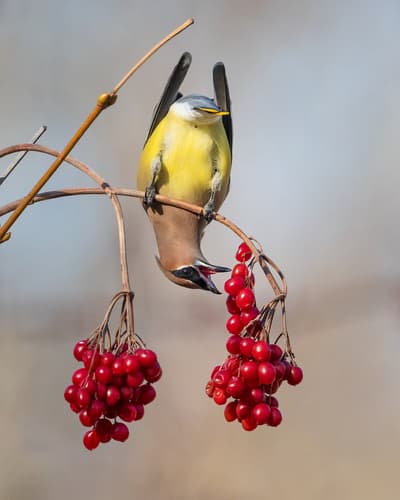 Cedar Waxwing