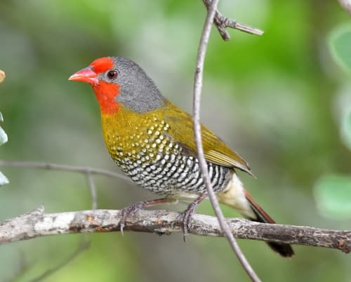 Green-winged Pytilia