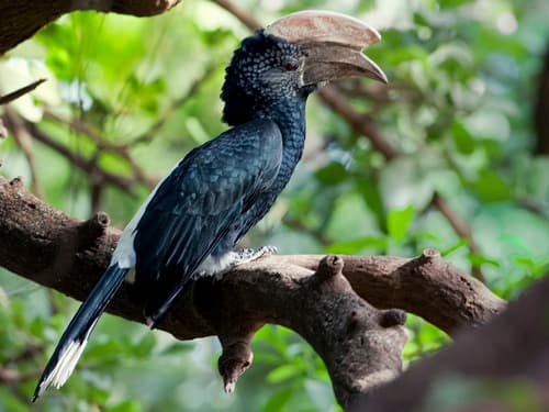 Silvery-cheeked Hornbill