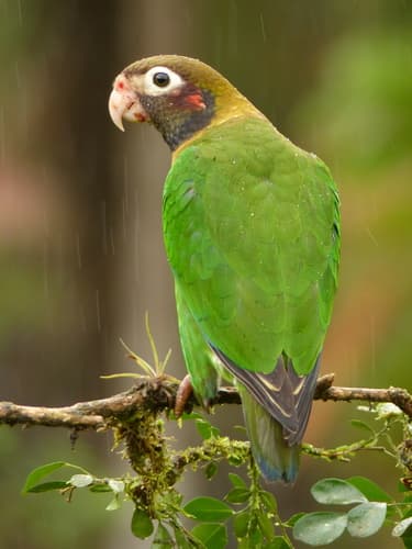 Brown-hooded Parrot
