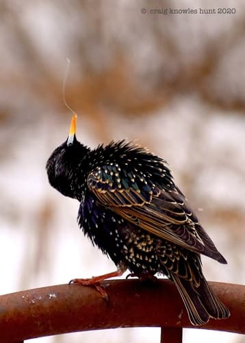 European Starling