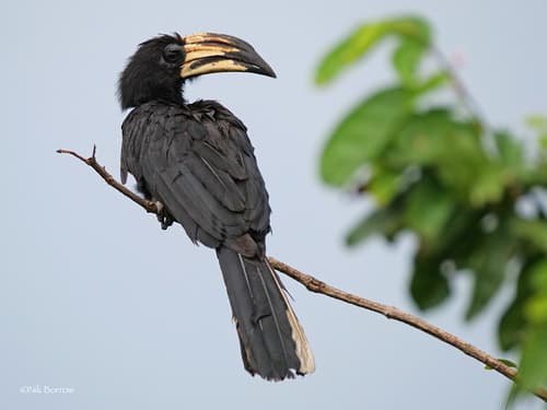 West African Pied Hornbill