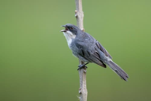 Cinereous Warbling-Finch