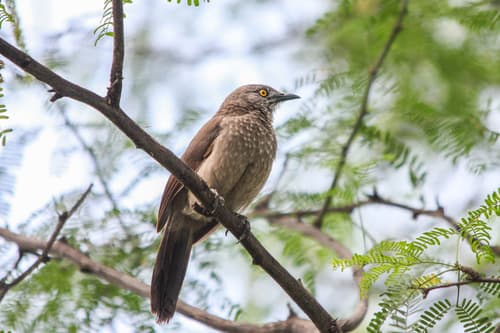 Brown Babbler