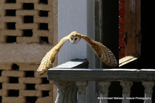 Barn Owl