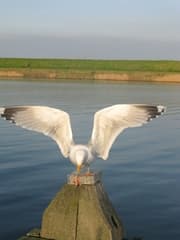 Herring Gull