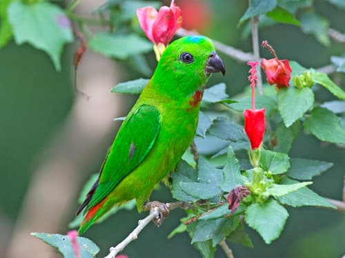 Blue-crowned Hanging-Parrot