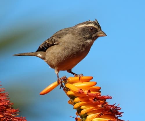 Streaky-headed Seedeater