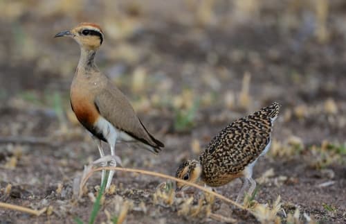 Temminck's Courser