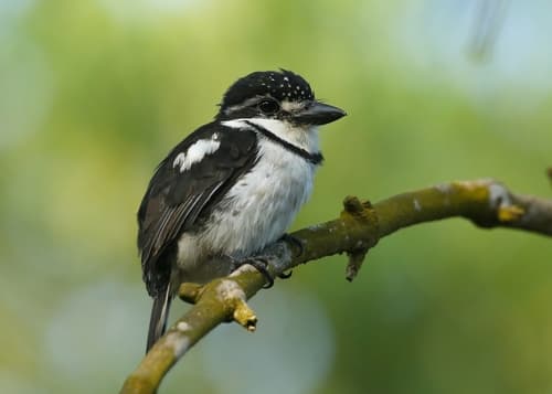 Pied Puffbird