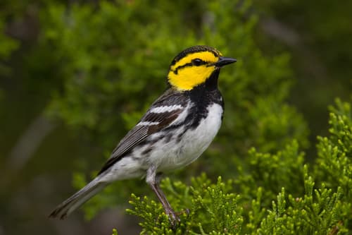 Golden-cheeked Warbler