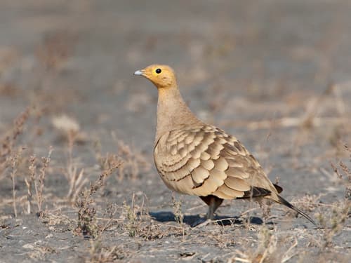 Chestnut-bellied Sandgrouse