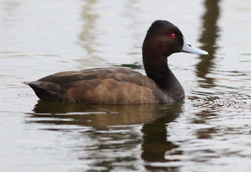 Southern Pochard
