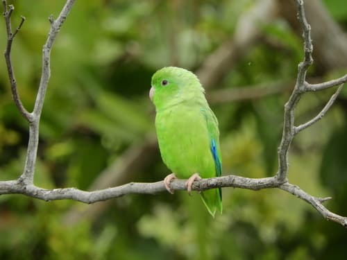 Green-rumped Parrotlet