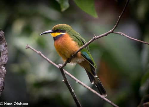 Cinnamon-chested Bee-eater