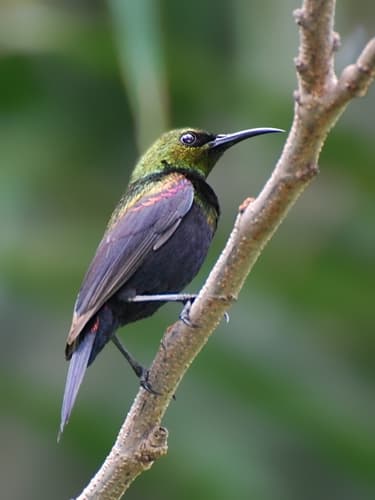Copper Sunbird
