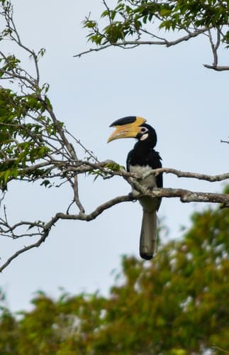 Malabar Pied Hornbill