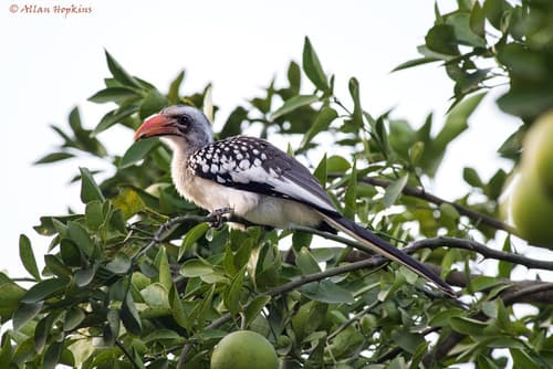 Western Red-billed Hornbill