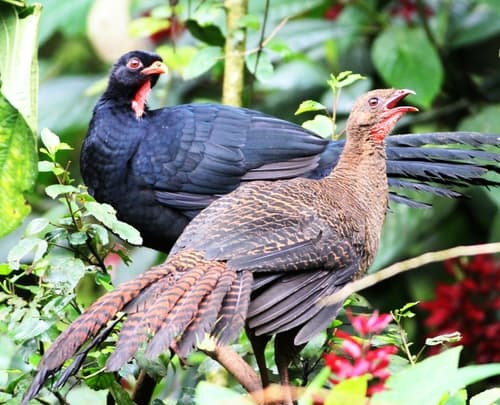 Highland Guan