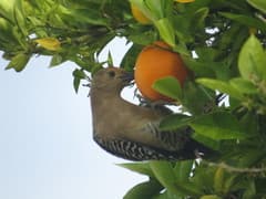 Gila Woodpecker