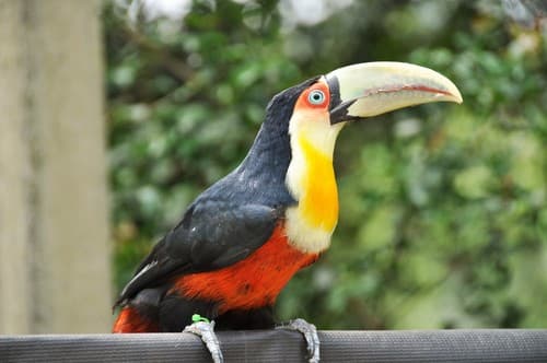 Red-breasted Toucan